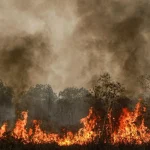 Petugas berusaha memadamkan api di lahan gambut yang terbakar di wilayah Kalimantan Tengah.