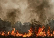 Petugas berusaha memadamkan api di lahan gambut yang terbakar di wilayah Kalimantan Tengah.