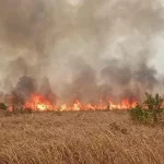 Petugas gabungan berusaha memadamkan api di lahan Taman Nasional Way Kambas